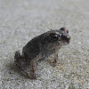 Eastern Spadefoot Toad