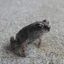 Eastern Spadefoot Toad