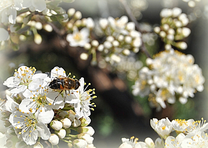 Profumo di primavera di jessy