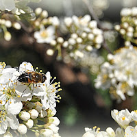 Profumo di primavera di 