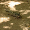 Rock Squirrel