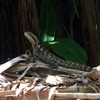 Eastern Water Dragon