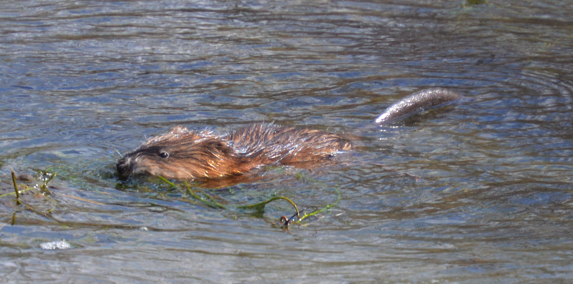 Muskrat