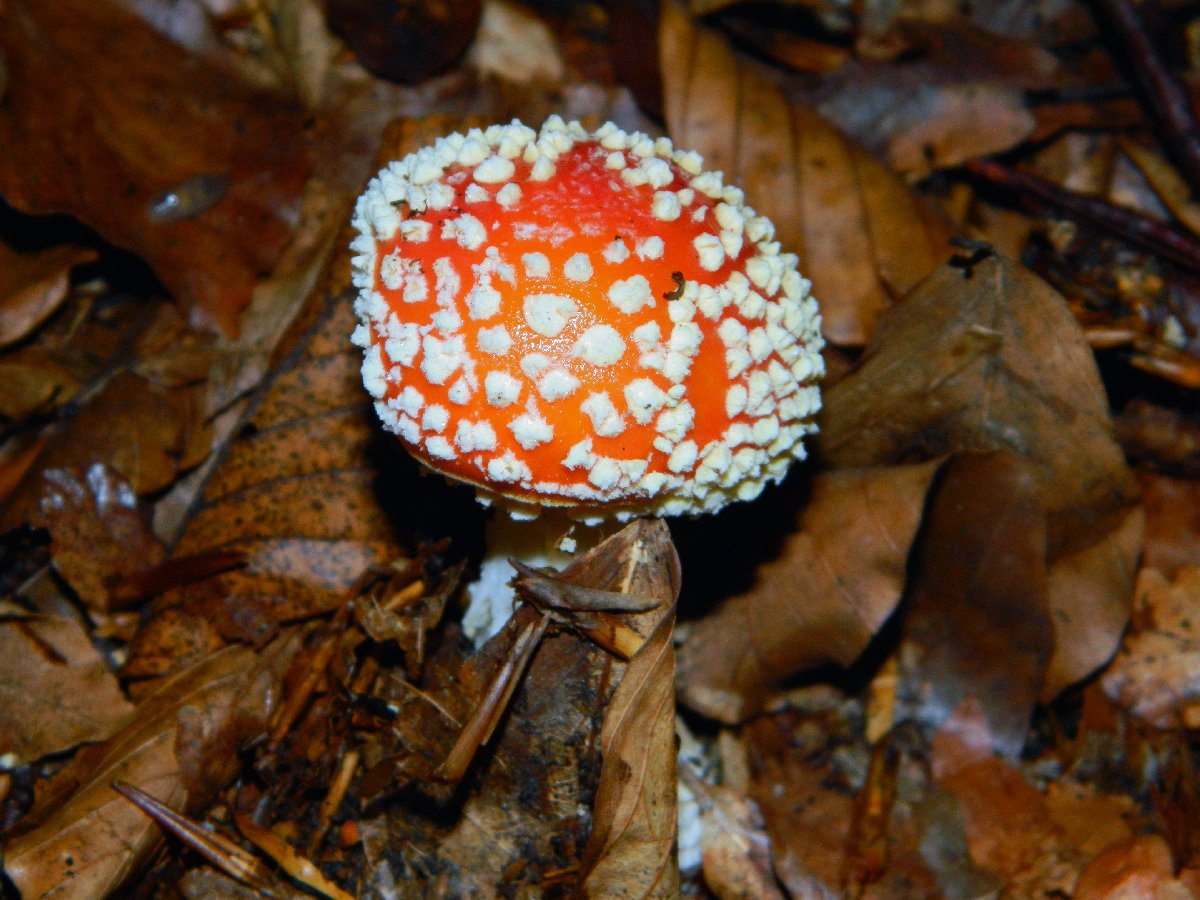 Fly agaric (Αμανίτης ο μυγοκτόνος)