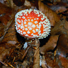 Fly agaric (Αμανίτης ο μυγοκτόνος)