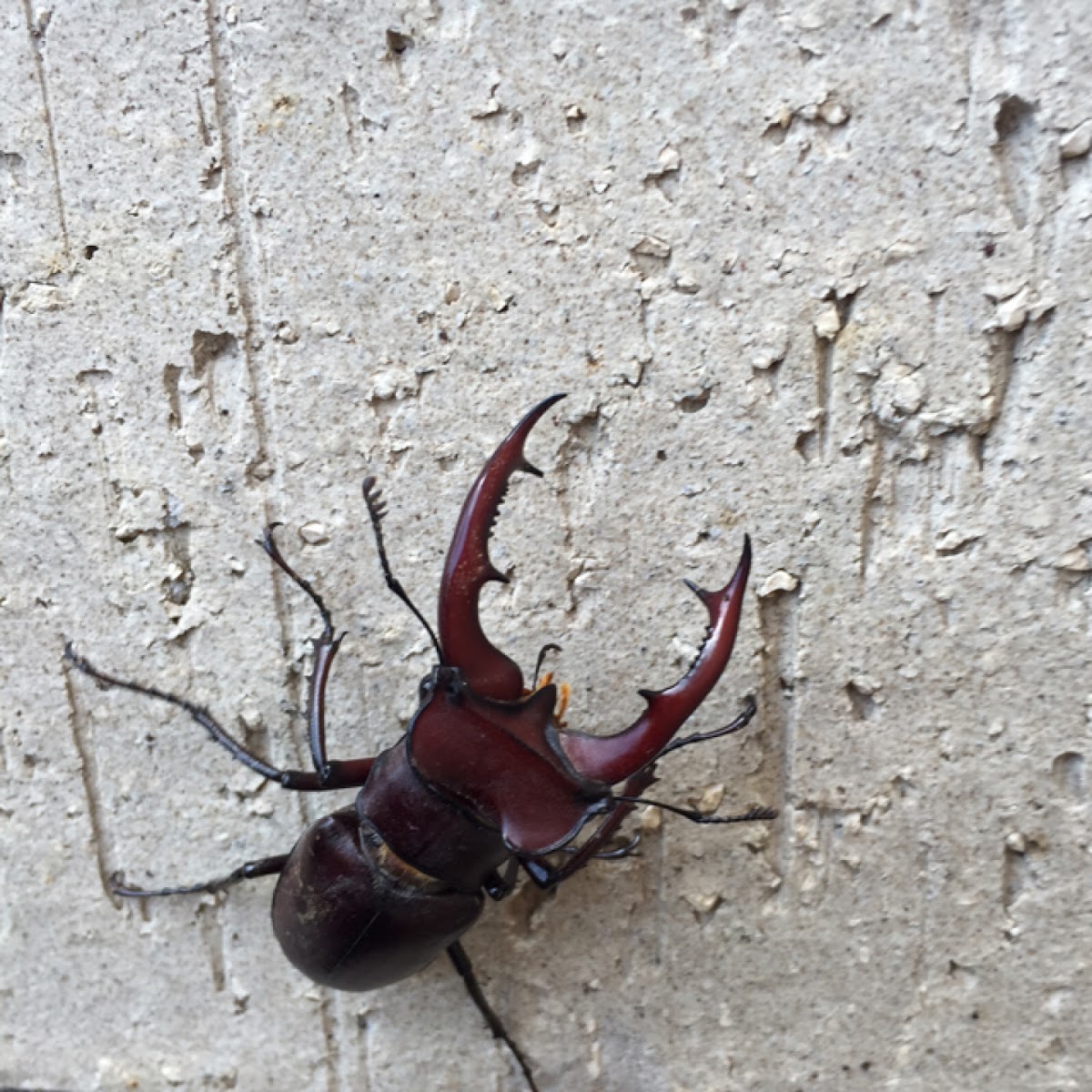 Stag Beetle