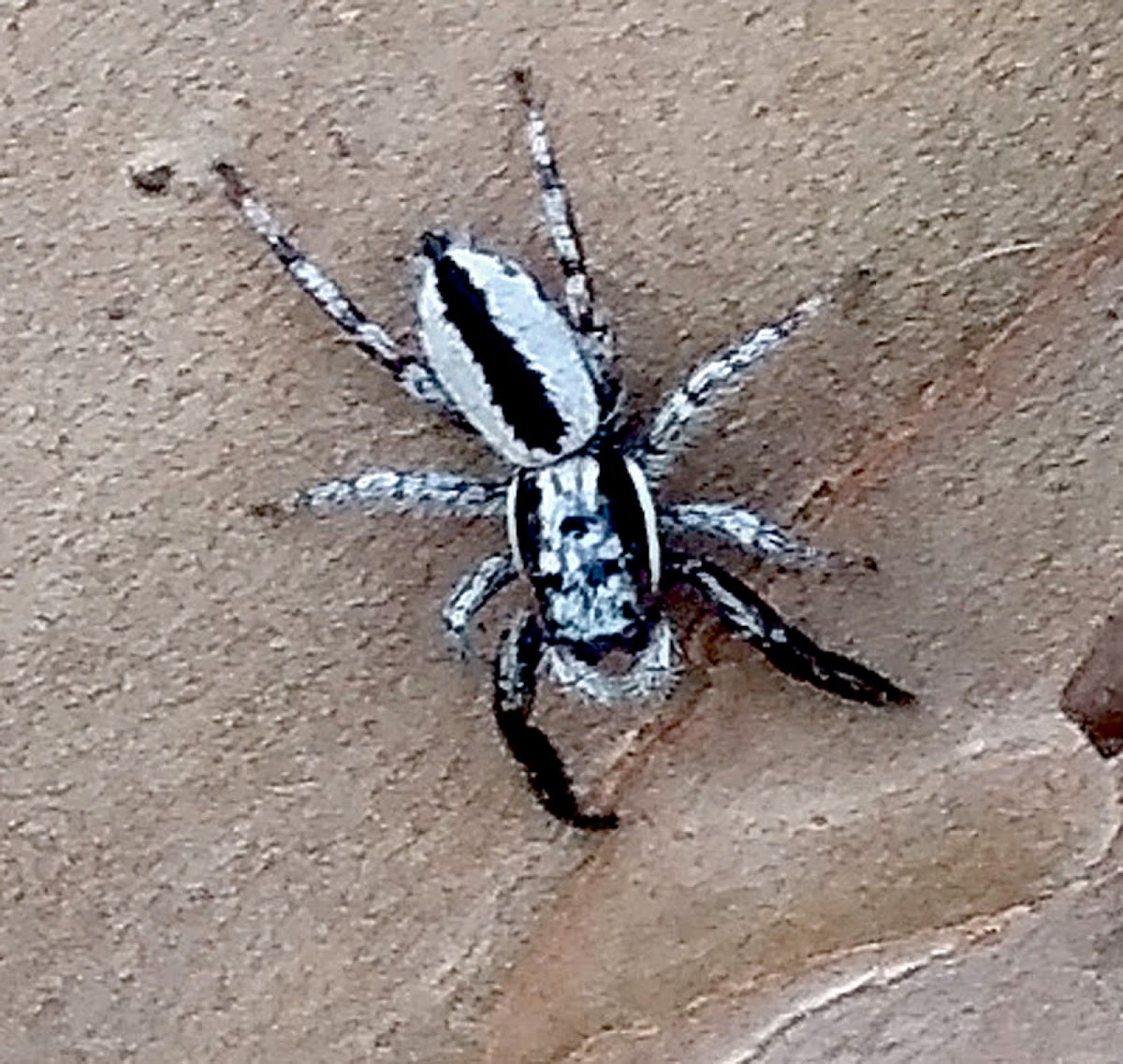 Jumping Spider