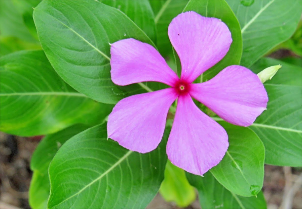 Pink Periwinkle (Tsitsirika)