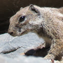 Barbary ground squirrel