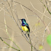 Sunbird - Variable