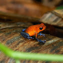 Strawberry Poison Dart Frog