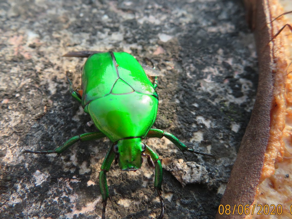 Flower Chafer