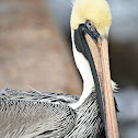 Brown Pelican