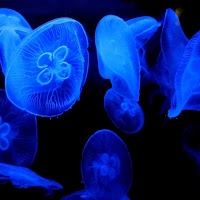 Jellyfish. di 