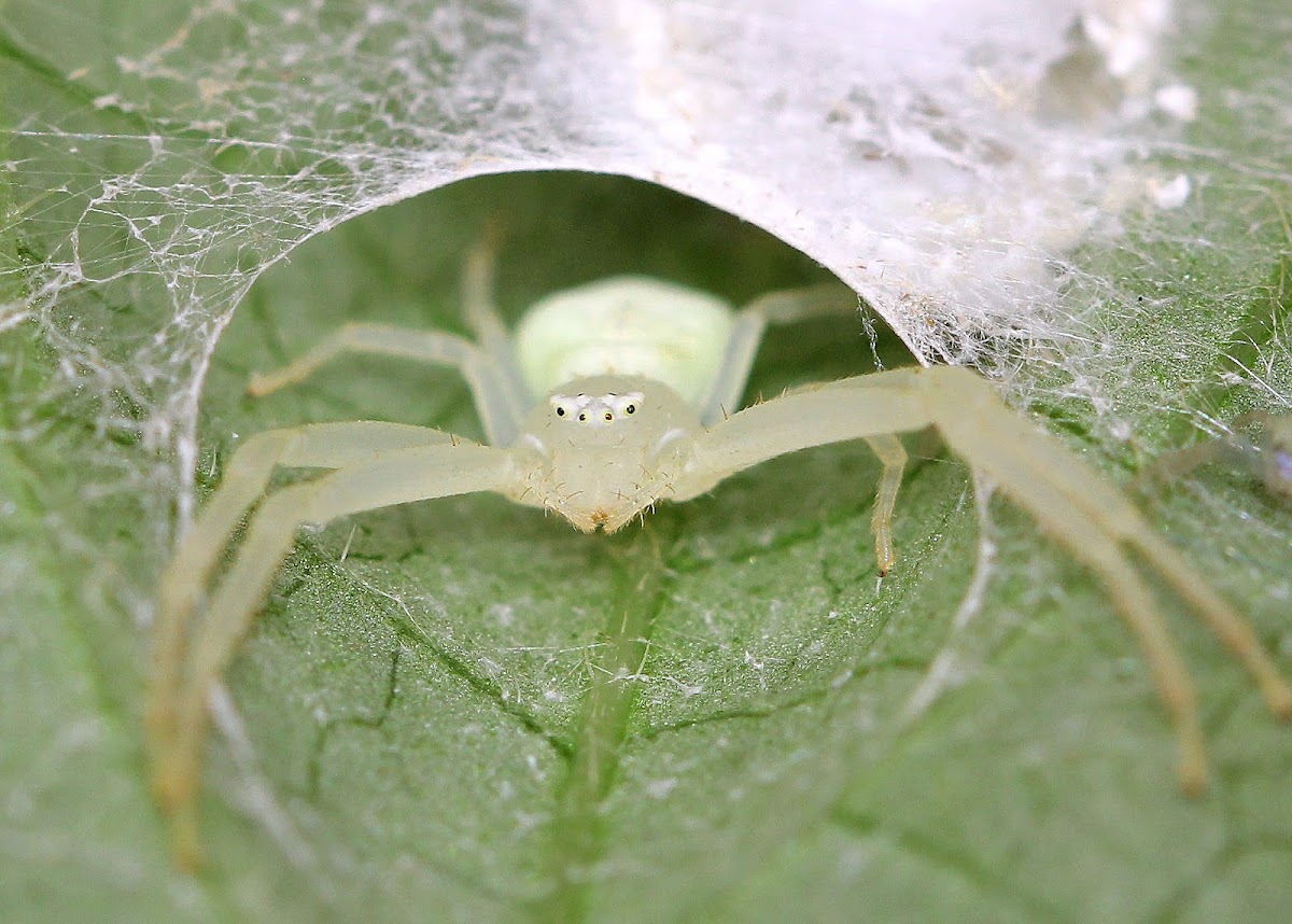 Goldenrod Crab Spider