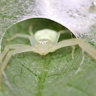 Goldenrod Crab Spider