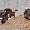 Bald Eagles