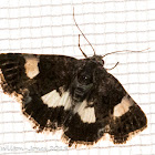 4-spotted Moth