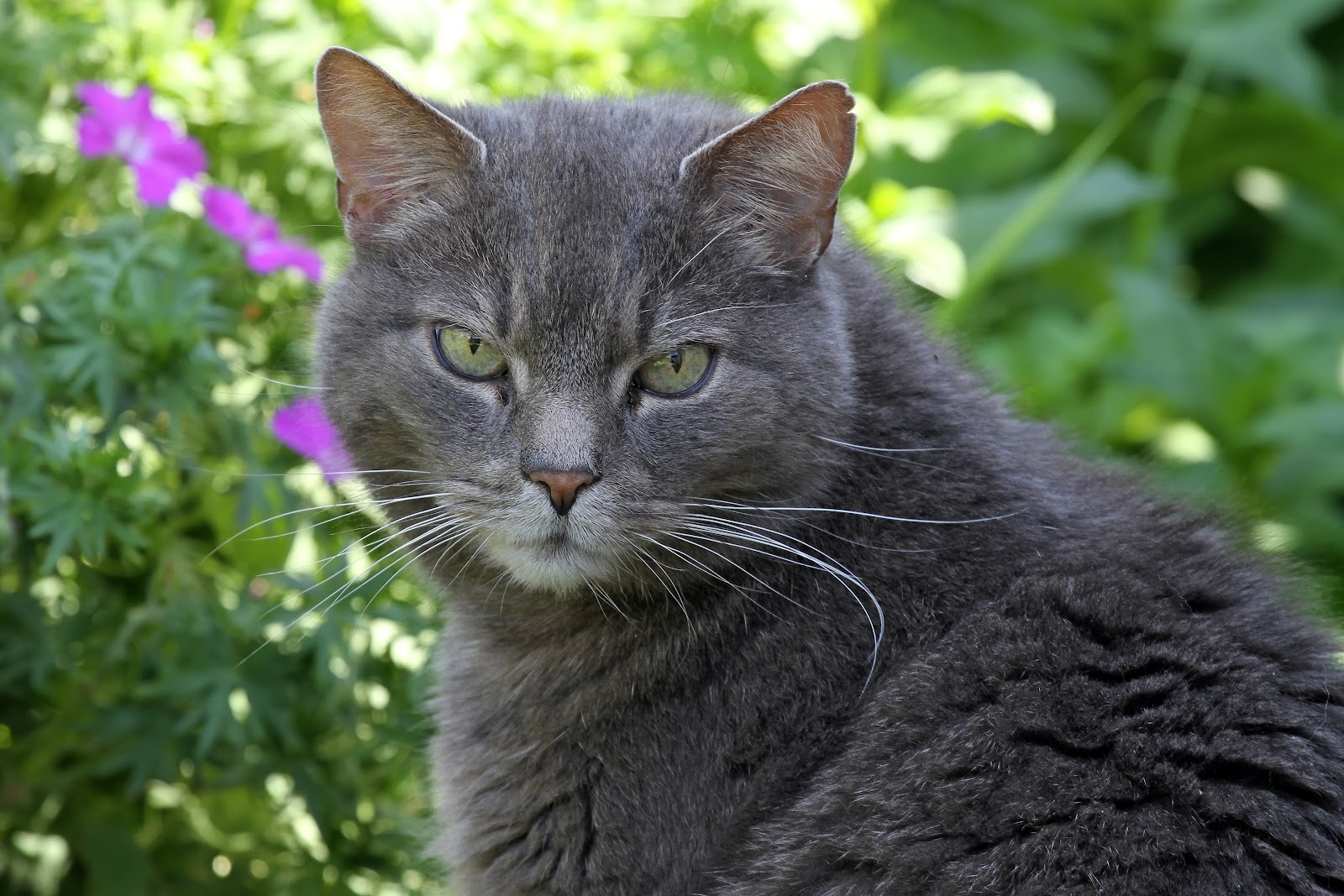 https://get.pxhere.com/photo/animal-pet-cat-mammal-fauna-whiskers-grey-vertebrate-domestic-cat-relaxed-european-shorthair-chartreux-russian-blue-wild-cat-korat-small-to-medium-sized-cats-cat-like-mammal-carnivoran-nebelung-domestic-short-haired-cat-domestic-long-haired-cat-572109.jpg