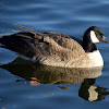 Cackling Goose