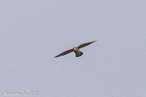 Kestrel; Cernícalo