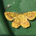 Geometrid Moth