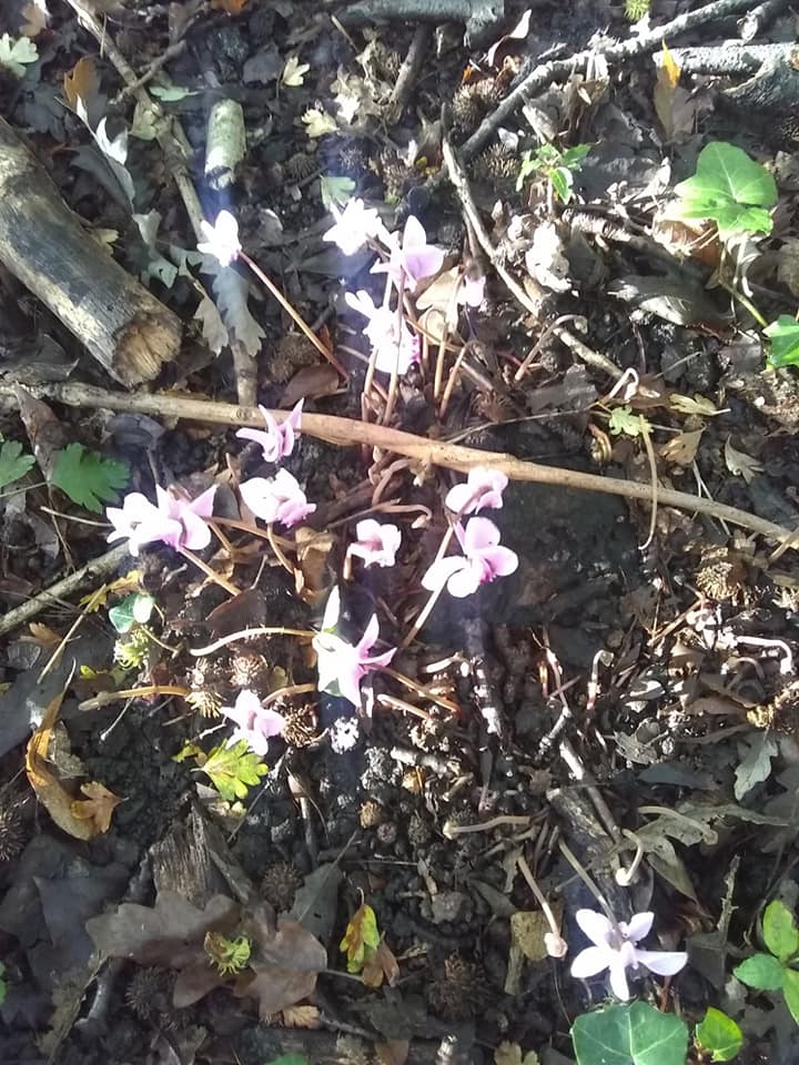 Cyclamen