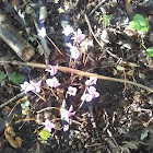 Cyclamen