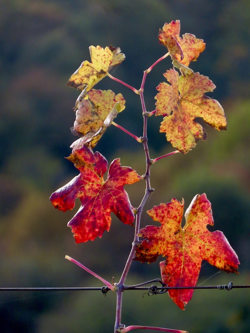 i colori delle foglie di mariellaturlon