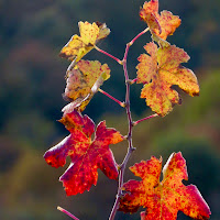 i colori delle foglie di 