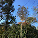 Pampas grass