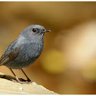 Plumbeous Water Redstart