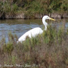 Great White Egret; Garceta Grande