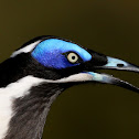 Blue-faced Honeyeater