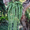 Blechnum longicauda