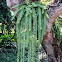 Blechnum longicauda