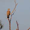 Common Wood Pigeon; Paloma Torcaz