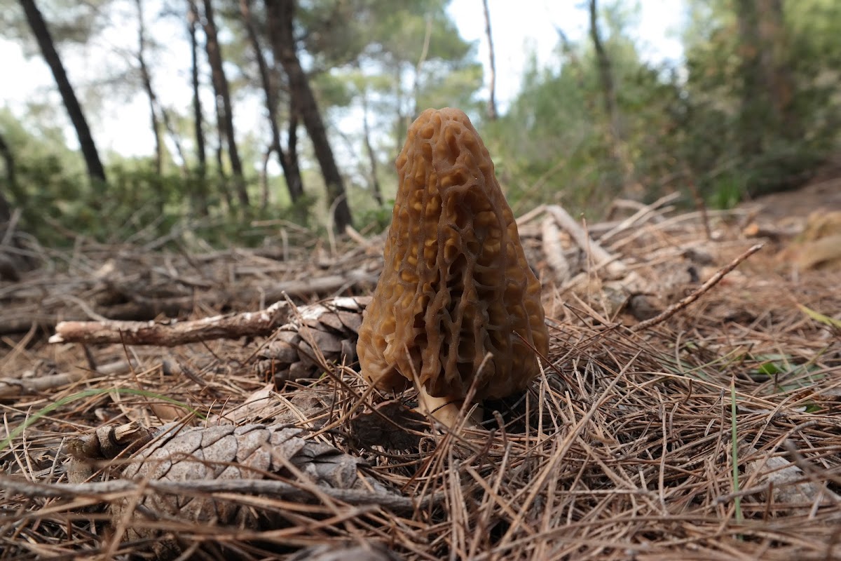 True Morel,Morchella