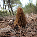 True Morel,Morchella