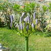 Common agapanthus (Αγάπανθος)