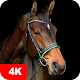 Download Horse Wallpapers 4K For PC Windows and Mac 5.0.52