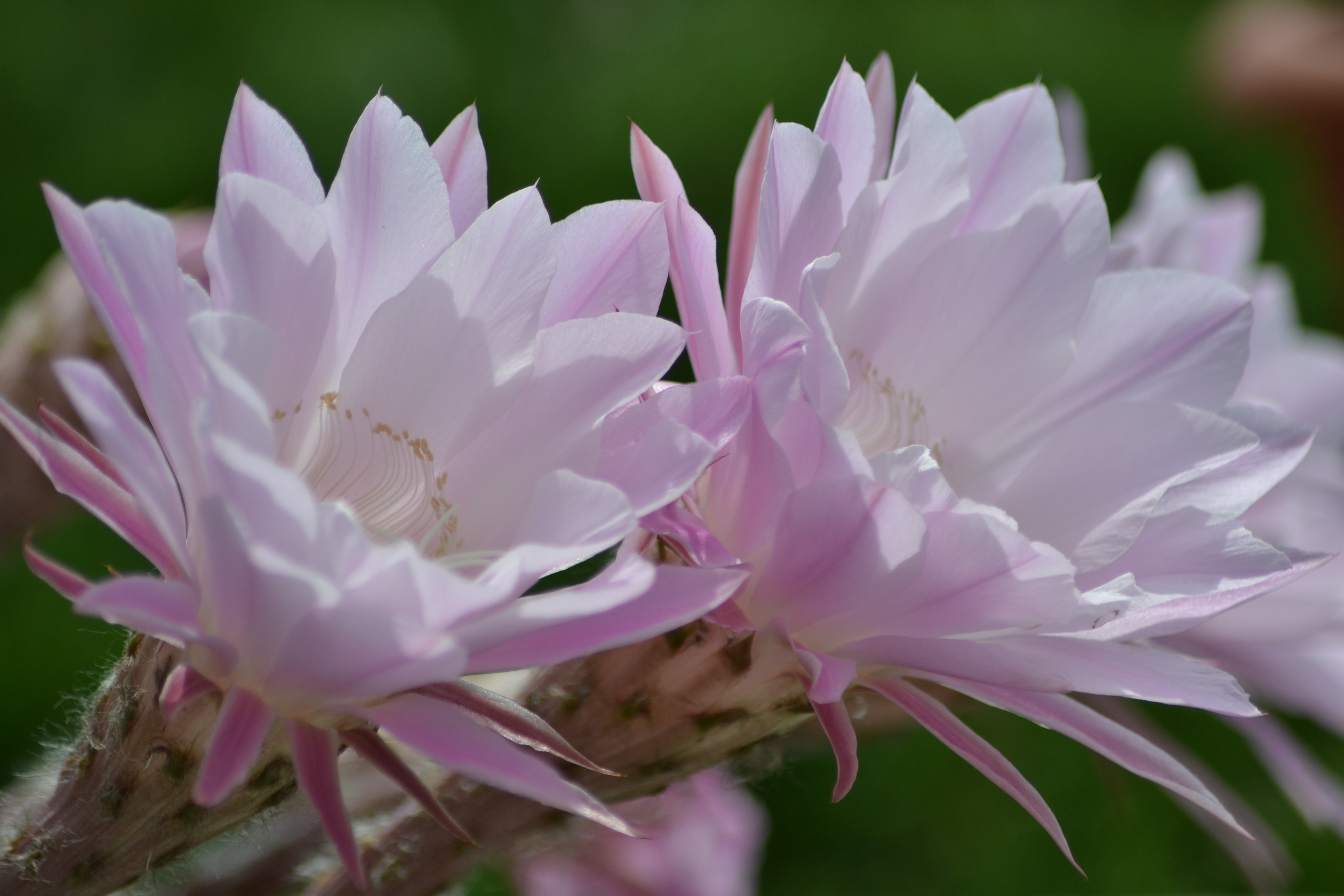 Cactus di claboni