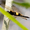 Yellow-barred Flutterer