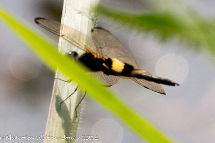 Yellow-barred Flutterer