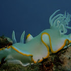 Nudibranch