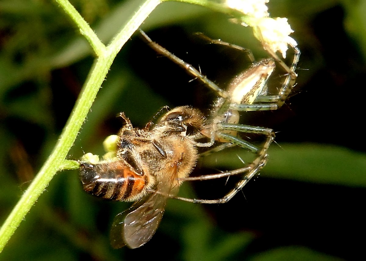 Lynx spider