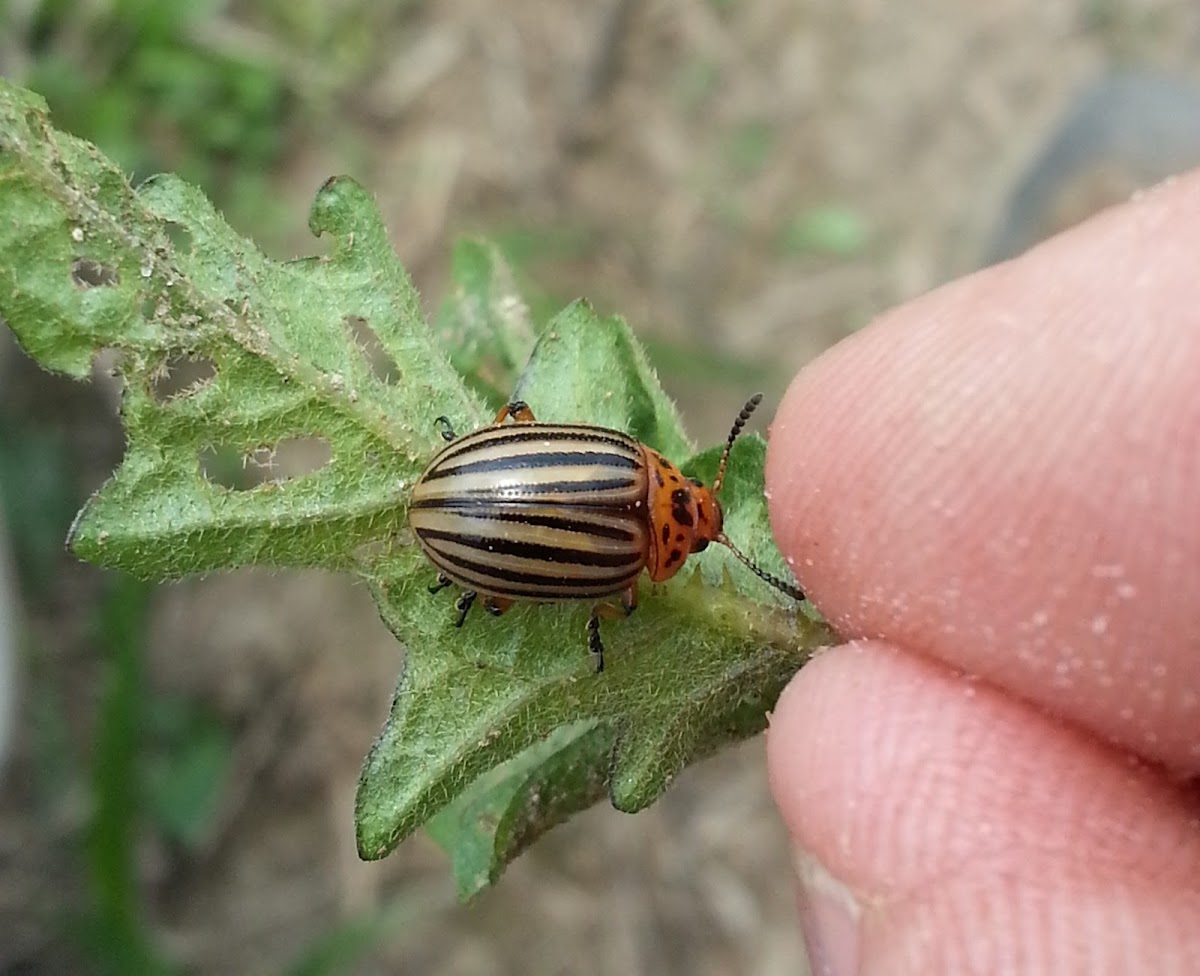 Colorado potato beetle