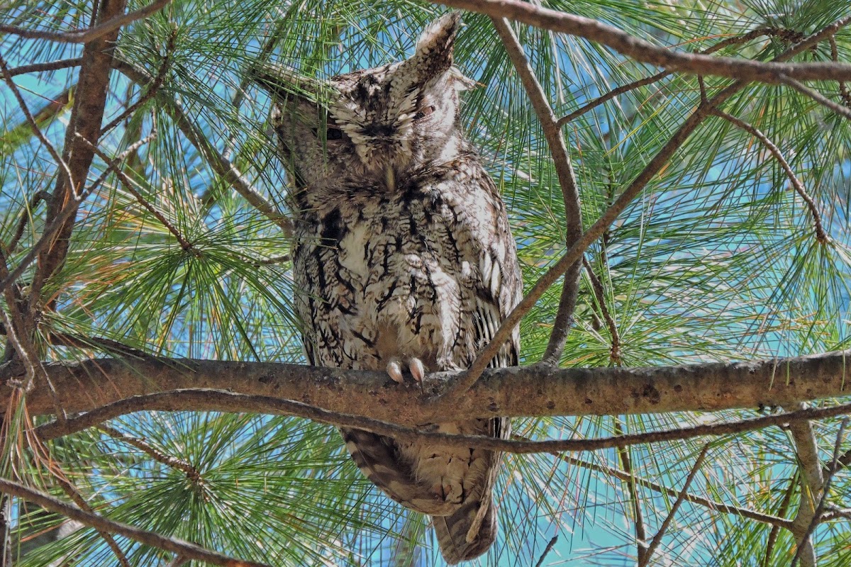 Eastern Screech Owl