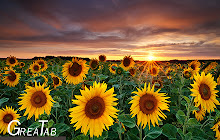 Yellow Flowers Wallpapers New Tab|GreaTab small promo image