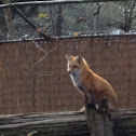 Red fox